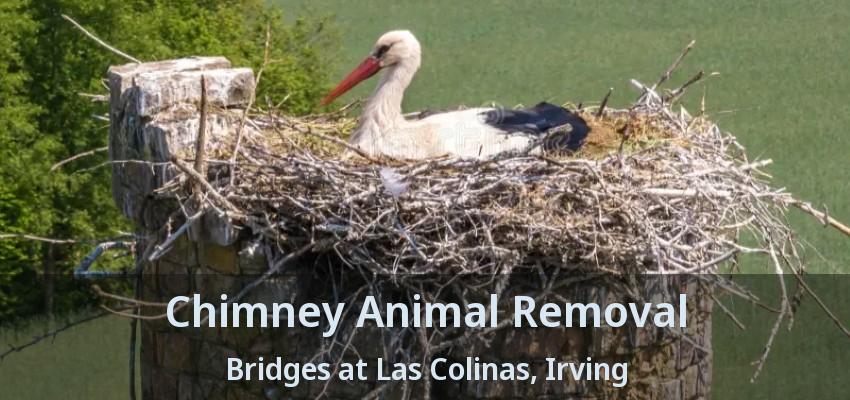 Chimney Animal Removal Bridges at Las Colinas, Irving - TX