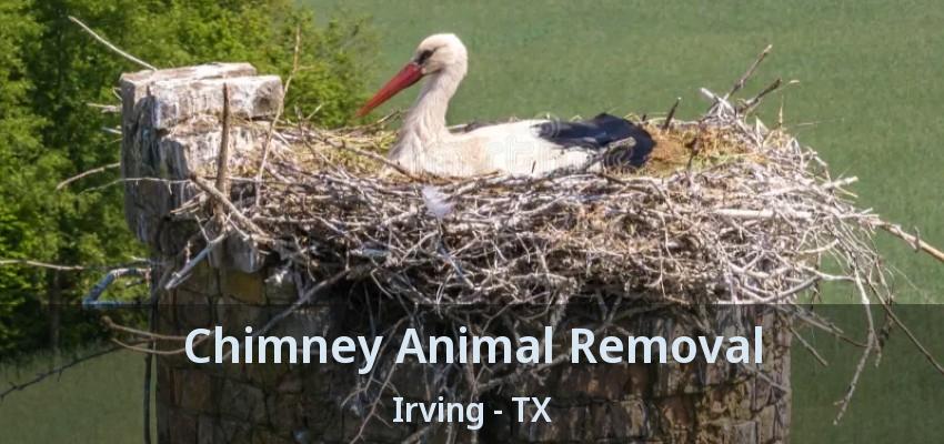 Chimney Animal Removal Irving - TX