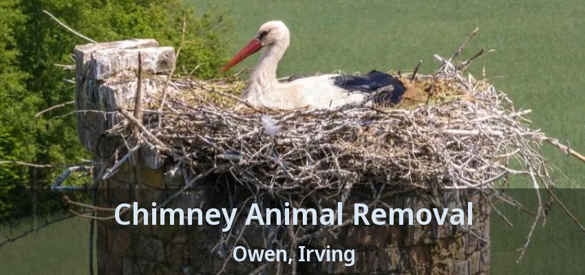 Chimney Animal Removal Owen, Irving - TX
