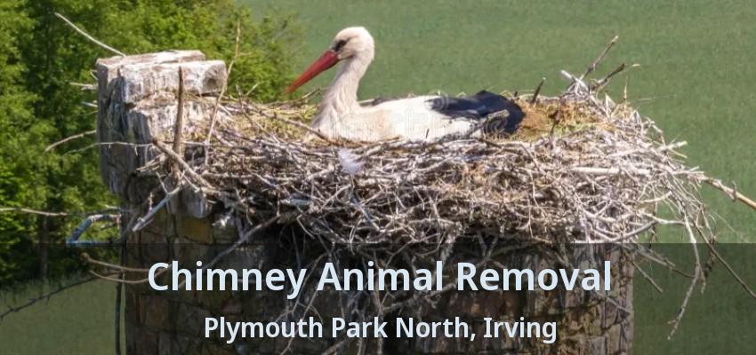 Chimney Animal Removal Plymouth Park North, Irving - TX