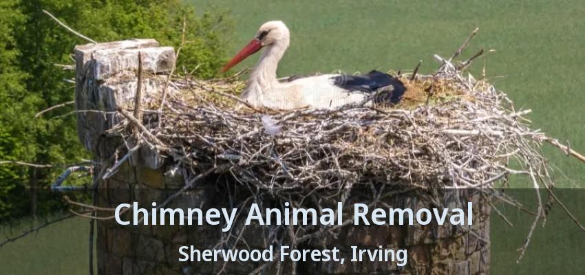 Chimney Animal Removal Sherwood Forest, Irving - TX