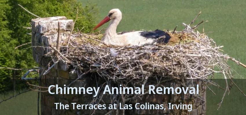 Chimney Animal Removal The Terraces at Las Colinas, Irving - TX