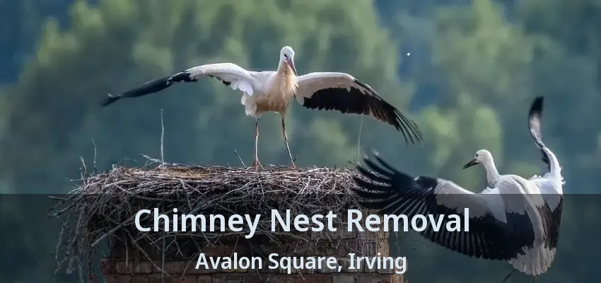 Chimney Nest Removal Avalon Square, Irving - TX