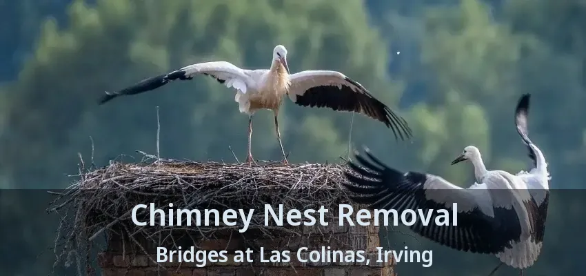Chimney Nest Removal Bridges at Las Colinas, Irving - TX