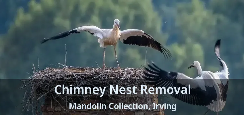 Chimney Nest Removal Mandolin Collection, Irving - TX