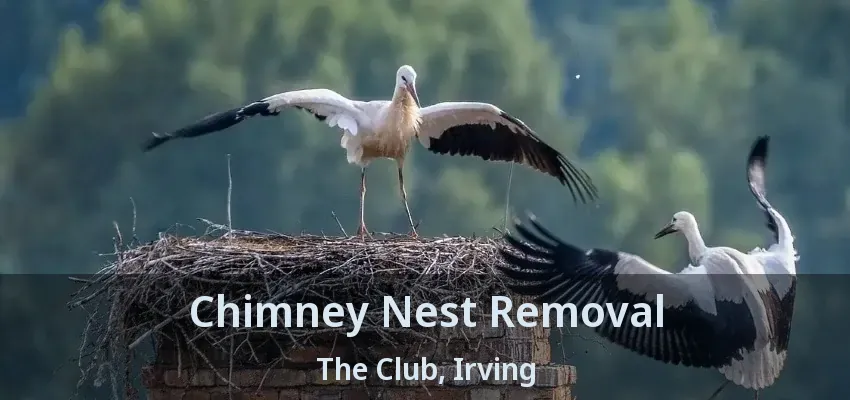 Chimney Nest Removal The Club, Irving - TX