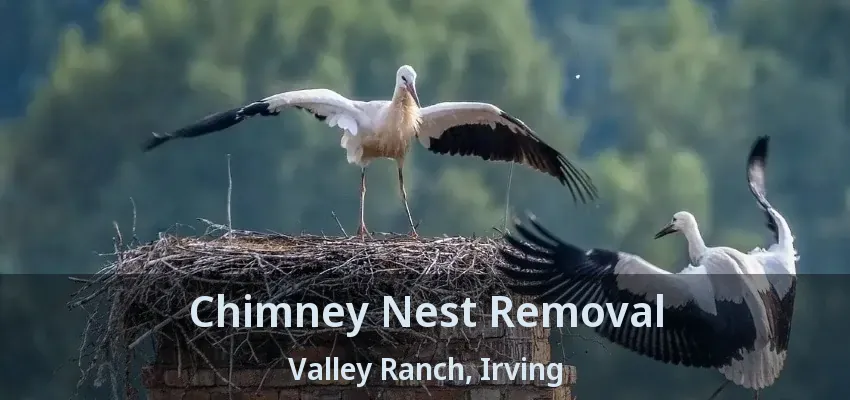 Chimney Nest Removal Valley Ranch, Irving - TX
