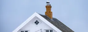Chimney Nest Removal Irving